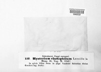 Terriera cladophila image